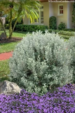 Bambina Dwarf Pineapple Guava (Feijoa Sellowiana ' Tharfiona') - 3 Gallon Pot -Wilson Bros Gardens feijoa sellowiana tharfiona bambina pineapple guava 3