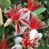 Bambina Dwarf Pineapple Guava (Feijoa Sellowiana ' Tharfiona') - 3 Gallon Pot