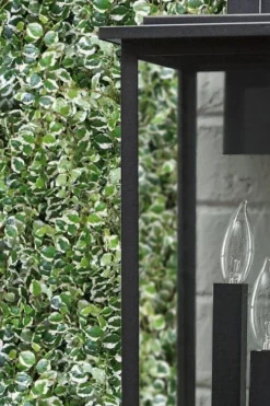 Variegated Creeping Fig - Ficus Pumila 'Variegata' - 6 Pack Of Pint Pots -Wilson Bros Gardens ficus pumila variegata creeping fig 101