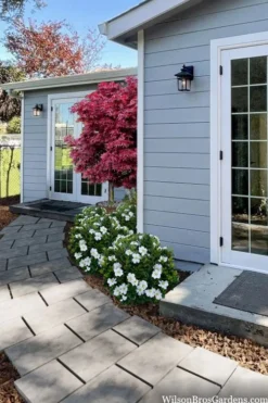 Snow Globe Gardenia - 1 Gallon Pot -Wilson Bros Gardens gardenia jasminoides snow globe 3