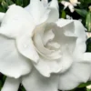 Snow Puff Hardy Gardenia - 1 Gallon Pot