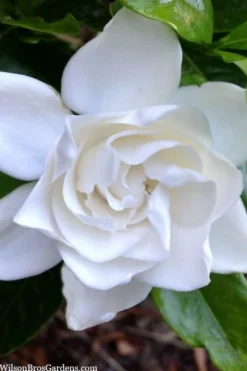 Summer Snow Gardenia - 3 Gallon Pot -Wilson Bros Gardens gardenia jasminoides summer snow 3