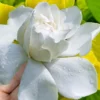 Gold Doubloon Gardenia - 6 Pack Of 1 Gallon Pots