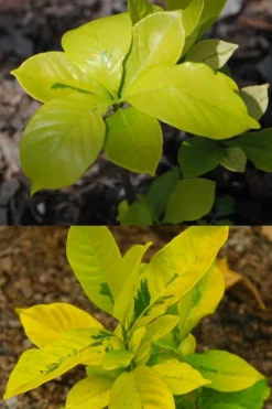 Gold Doubloon Gardenia - 3 Gallon Pot 9 Gold Doubloon Gardenia - 3 Gallon Pot -Wilson Bros Gardens gardenia ogon no hana gold doubloon 4