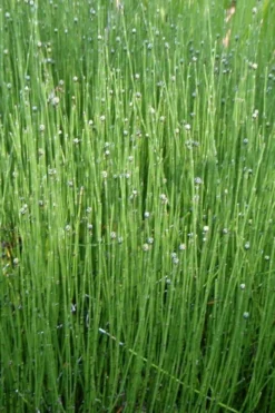 Dwarf Horsetail Reed Grass (Equisetum Scirpoides) - 1 Gallon Pot -Wilson Bros Gardens grass dwarf horse tail 4 500x750 1