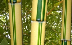 Gold Vivax Giant Timber Bamboo (Green Stripe Bamboo) - Phyllostachys Vivax 'Aureocaulis' - 3 Gallon Pot (2-4') 9 Gold Vivax Giant Timber Bamboo (Green Stripe Bamboo) - Phyllostachys Vivax 'Aureocaulis' - 3 Gallon Pot (2-4') -Wilson Bros Gardens green stripe vivax bamboo