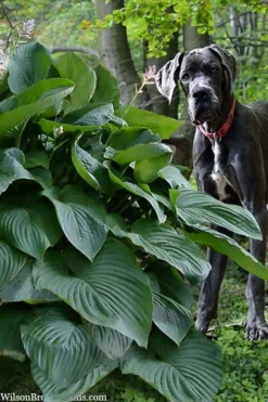 Empress Wu Giant Hosta Lily - 1 Gallon Pot 13 Empress Wu Giant Hosta Lily - 1 Gallon Pot -Wilson Bros Gardens hosta lily empress wu 205