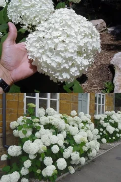 Annabelle Hydrangea - 3 Gallon Pot -Wilson Bros Gardens hydrangea annabelle 2 500x750 1