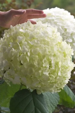Incrediball Smooth Hydrangea - 3 Gallon Pot -Wilson Bros Gardens hydrangea arborescens incrediball 10