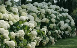 Incrediball Smooth Hydrangea - 3 Gallon Pot -Wilson Bros Gardens hydrangea arborescens incrediball 12