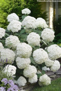 Incrediball Smooth Hydrangea - 3 Gallon Pot -Wilson Bros Gardens hydrangea arborescens incrediball 16