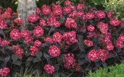 Eclipse Bigleaf Hydrangea - 3 Gallon Pot -Wilson Bros Gardens hydrangea macrophylla eclipse 4