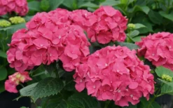 Let's Dance 'Big Band' Dwarf Hydrangea - 3 Gallon Pot -Wilson Bros Gardens hydrangea macrophylla lets dance big band 1
