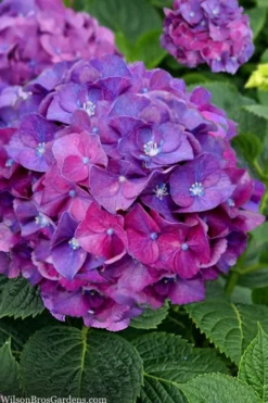 Let's Dance 'Big Band' Dwarf Hydrangea - 3 Gallon Pot -Wilson Bros Gardens hydrangea macrophylla lets dance big band 5