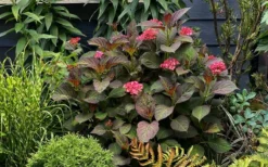 Miss Saori Hydrangea - 1 Gallon Pot -Wilson Bros Gardens hydrangea macrophylla miss saori 9