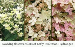 Early Evolution Hydrangea - 1 Gallon Pot -Wilson Bros Gardens hydrangea paniculata early evolution 5