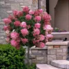 Fire Light Hydrangea - Single Trunk Topiary Tree - 5 Gallon Pot