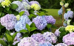 Dear Dolores Hydrangea - 1 Gallon Pot -Wilson Bros Gardens hydrangea20dear20delores