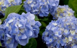 Dear Dolores Hydrangea - 1 Gallon Pot -Wilson Bros Gardens hydrangea20dear20delores202