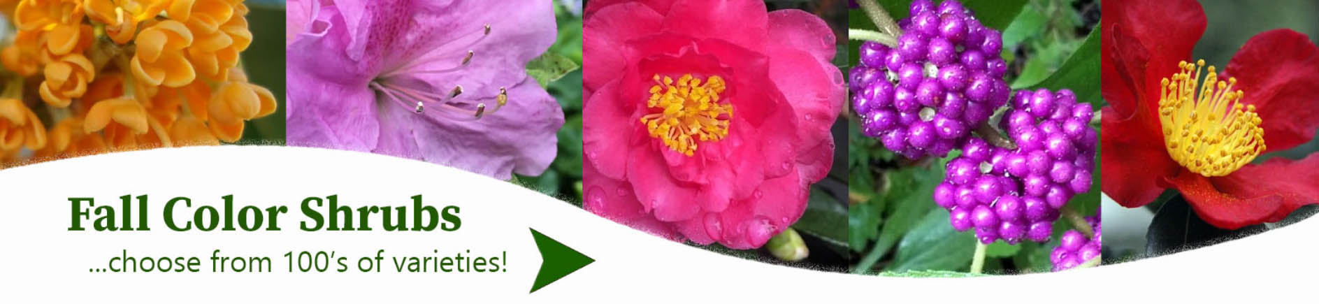 Wilson Bros Gardens -Wilson Bros Gardens hyuiuyi