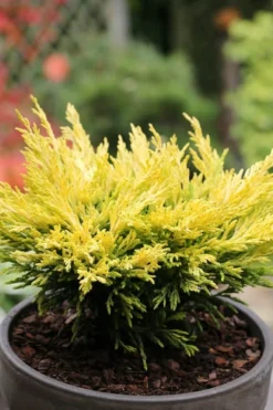Limeglow Golden Andorra Compact Juniper - 3 Gallon Pot -Wilson Bros Gardens juniper horizontalis lime glow 23