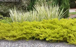 All Gold Golden Pacific Juniper - 1 Gallon Pot -Wilson Bros Gardens juniperus conferta all gold pacific shore juniper 21