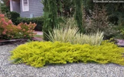 All Gold Golden Pacific Juniper - 2 Gallon Pot -Wilson Bros Gardens juniperus conferta all gold pacific shore juniper 22 1