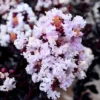 Ebony Glow Crape Myrtle - 3 Gallon Pot