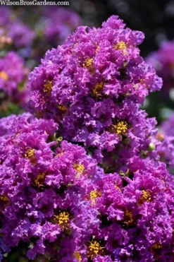 Purple Magic Crape Myrtle Tree (Single Trunk) - 7 Gallon Pot (6-7') -Wilson Bros Gardens lagerstroemia purple magic crape myrtle single trunk tree 5