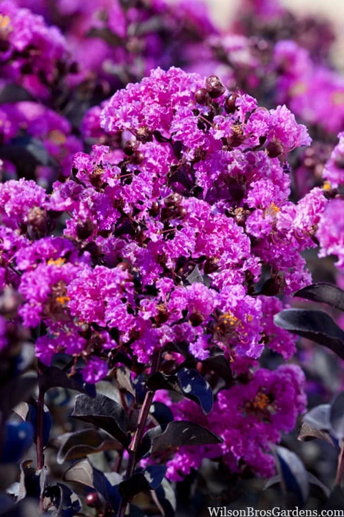 Black Diamond 'Purely Purple' Crape Myrtle Tree (Single Trunk) - 7 Gallon Pot 4 Black Diamond 'Purely Purple' Crape Myrtle Tree (Single Trunk) - 7 Gallon Pot - Image 4