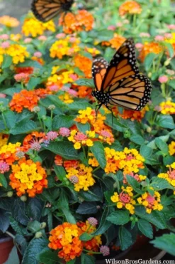 Sonset Hardy Lantana - 1 Gallon Pot -Wilson Bros Gardens lantana sonset 104 1