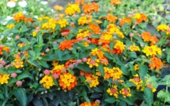 Sonset Hardy Lantana - 5 Pack Of Quart Pots -Wilson Bros Gardens lantana sonset 105