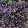Trailing Lavender Lantana - 5 Pack Of Pint Pots