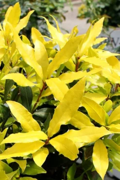 Sicilian Sunshine Sweet Bay Laurel (Laurus Nobilis) - 1 Gallon Pot -Wilson Bros Gardens laurus nobilis sicilian sunshine sweet bay laurel 2