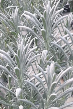 Sensational Lavender - 1 Gallon Pot -Wilson Bros Gardens lavender intermedia sensational 1