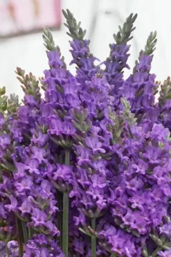 Sensational Lavender - 1 Gallon Pot -Wilson Bros Gardens lavender intermedia sensational 2