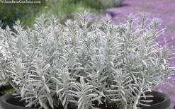 Sensational Lavender - 1 Gallon Pot -Wilson Bros Gardens lavender intermedia sensational 7