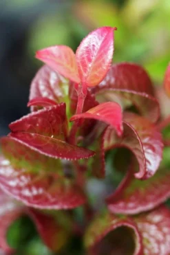 Twisting Red Leucothoe (Fetterbush) - 2 Gallon Pot -Wilson Bros Gardens leucothoe axillaris twisting red coastal dog hobble 3