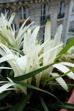 Okina Liriope (Frosted Monkey Grass) - 1 Gallon Pot -Wilson Bros Gardens liriope muscari okina lilyturf 5