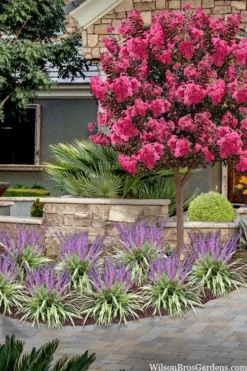 Variegated Liriope - Monkey Grass / Lilyturf - 6 Pack Of Pint Pots -Wilson Bros Gardens liriope muscari variegata variegated liriope lilyturf 2