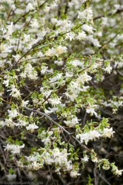 Fragrant Winter Honeysuckle Bush (Lonicera Fragrantissima) - 3 Gallon Pot -Wilson Bros Gardens lonicera fragrantissima winter honeysuckle 14