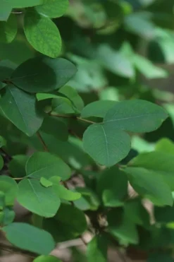 Fragrant Winter Honeysuckle Bush (Lonicera Fragrantissima) - 3 Gallon Pot -Wilson Bros Gardens lonicera fragrantissima winter honeysuckle 19