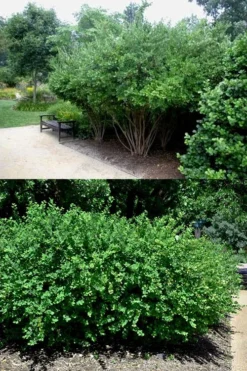 Fragrant Winter Honeysuckle Bush (Lonicera Fragrantissima) - 3 Gallon Pot -Wilson Bros Gardens lonicera fragrantissima winter honeysuckle 22