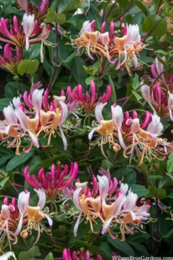 Serotina Fragrant Honeysuckle Vine - 1 Gallon Pot -Wilson Bros Gardens lonicera periclymenum serotina fragrant honeysuckle vine 2