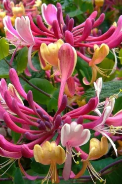 Serotina Fragrant Honeysuckle Vine - 1 Gallon Pot -Wilson Bros Gardens lonicera periclymenum serotina fragrant honeysuckle vine 4