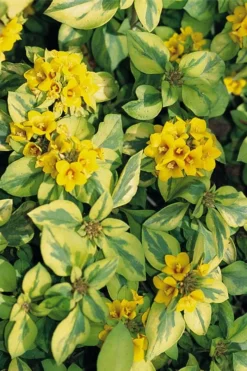 Waikiki Sunset Lysimachia - 5 Pack Of Quart Pots -Wilson Bros Gardens lysimachia