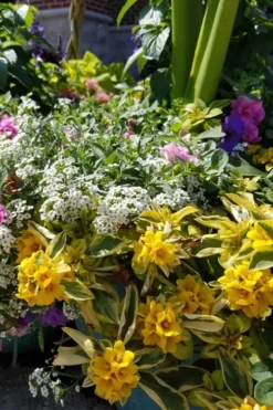 Waikiki Sunset Lysimachia - 5 Pack Of Quart Pots -Wilson Bros Gardens lysimachia waikiki sunset 2