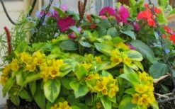 Waikiki Sunset Lysimachia - 5 Pack Of Quart Pots -Wilson Bros Gardens lysimachia waikiki sunset 5