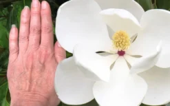 Edith Bogue Cold Hardy Evergreen Magnolia - 5 Gallon Pot -Wilson Bros Gardens magnolia edith bogue 3