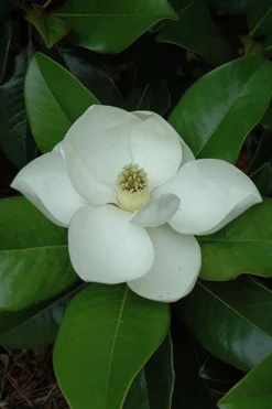Edith Bogue Cold Hardy Evergreen Magnolia - 5 Gallon Pot -Wilson Bros Gardens magnolia edith bogue 5
